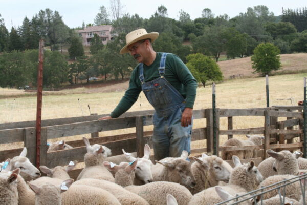 Man tending sheep