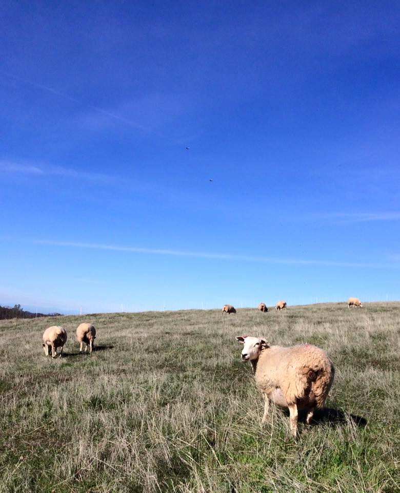 pregnant ewes grazing