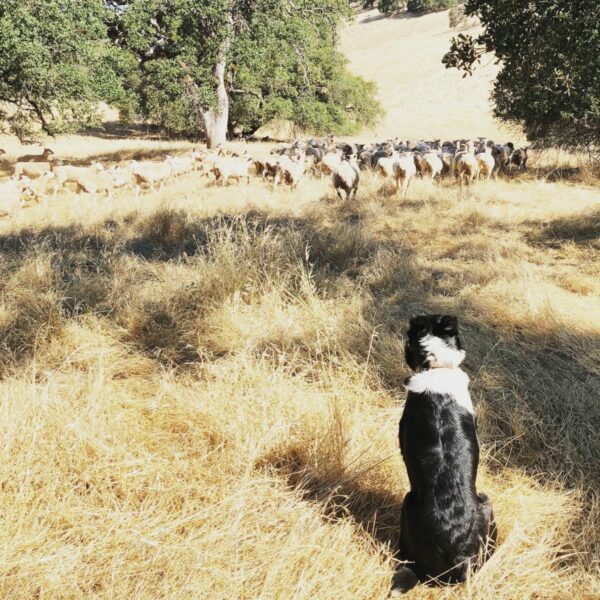 Sheep with herding dog