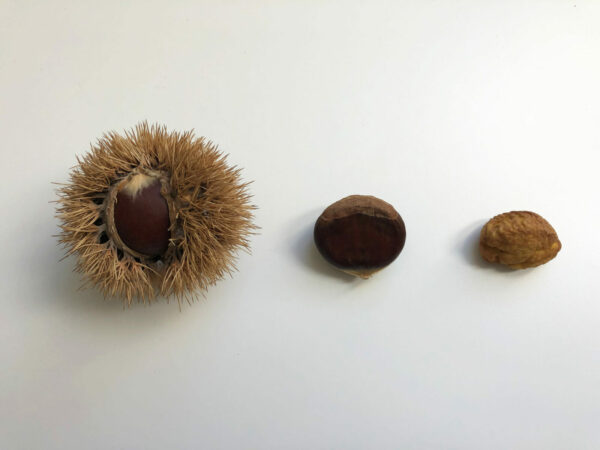 variosu stages of chestnuts in and out of their shells