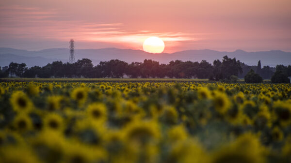 Sunset over sunflowers