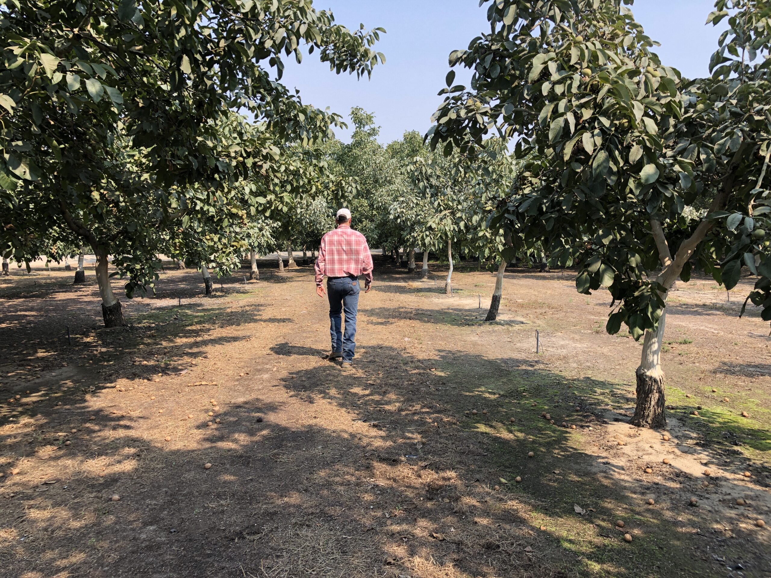farmer walking through walnut tree grove