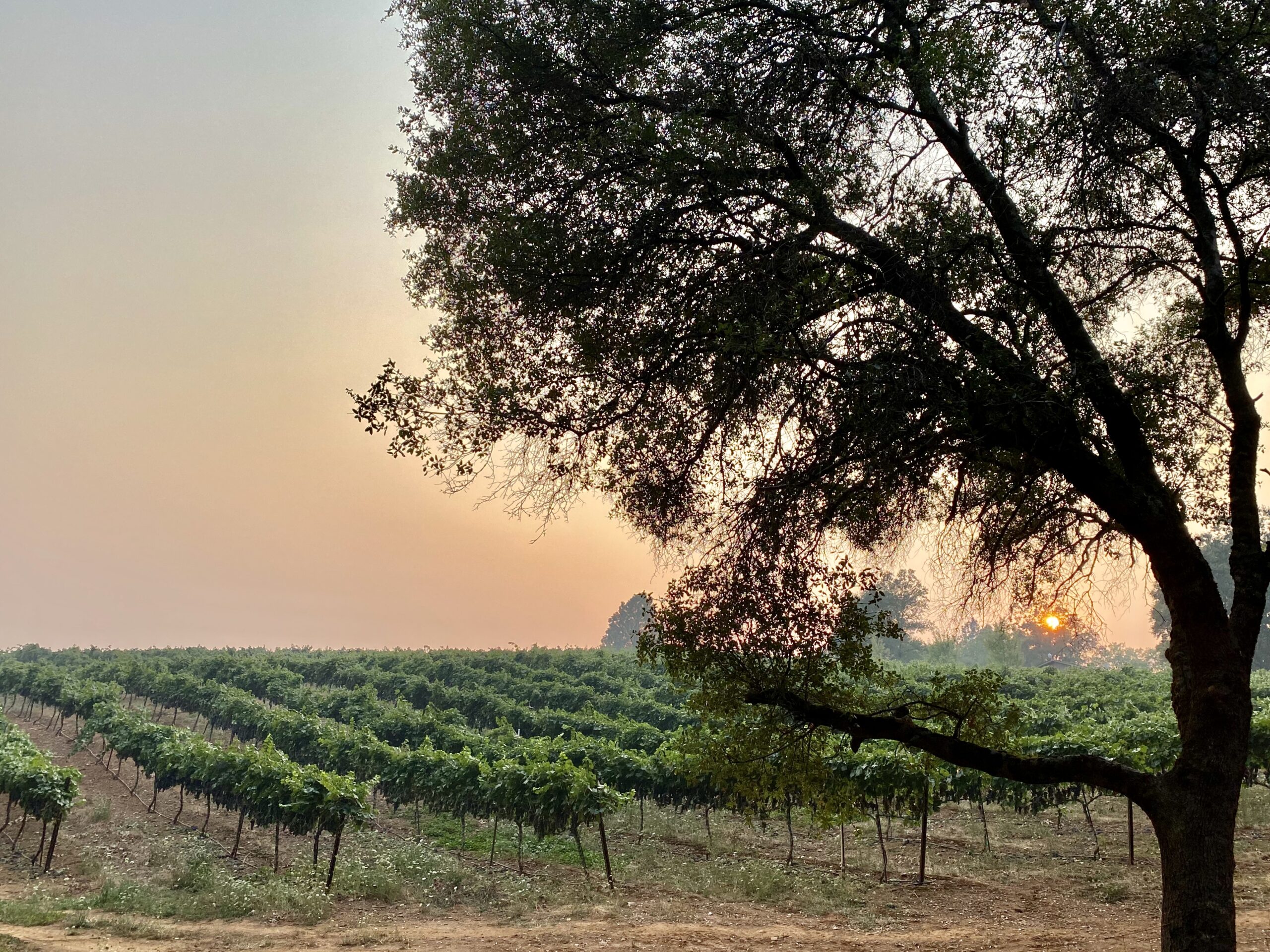sunset over wine vineyards