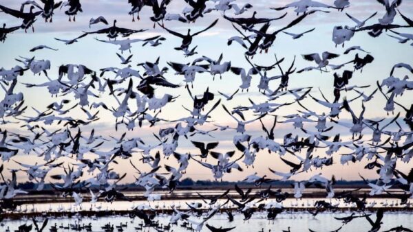 flock of birds taking flight
