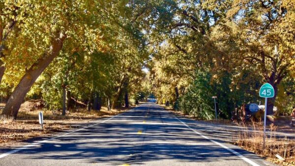 tree lined road with fall foliage