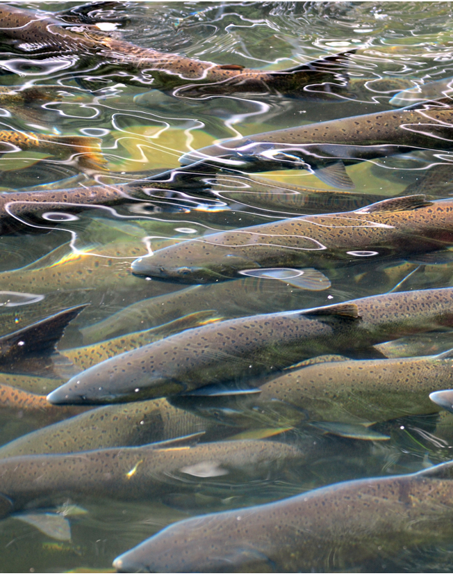 Salmon swimming in a group