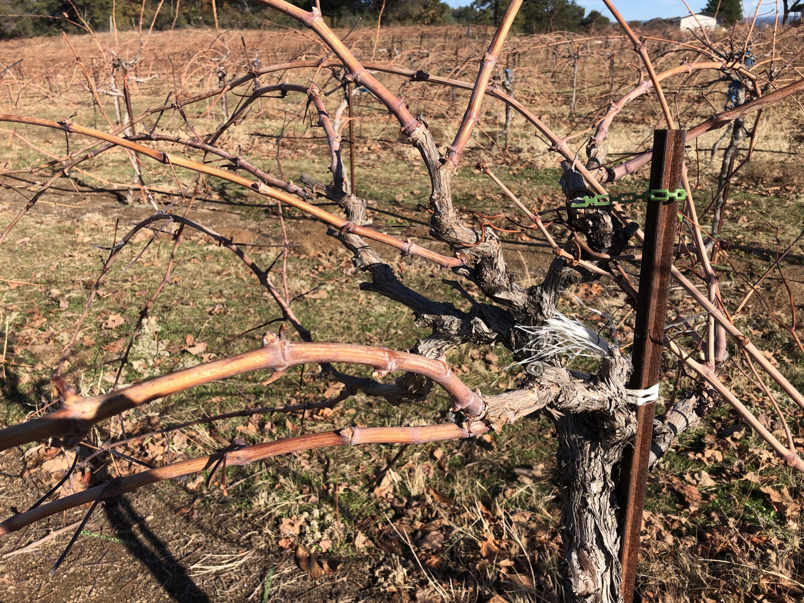 unpruned grape vine in winter