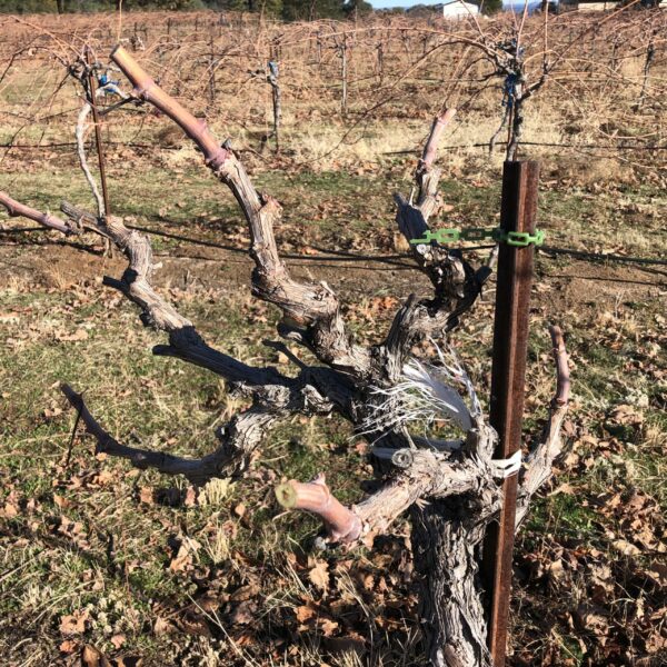 pruned grape vine in winter