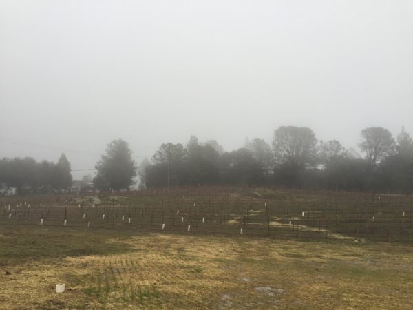 mist on a new orchard