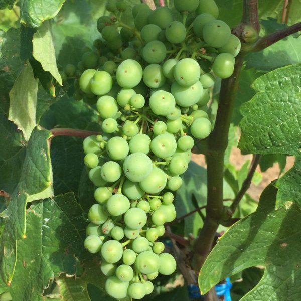 young wine grapes