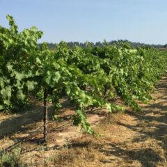 How Grapevines beat the heat