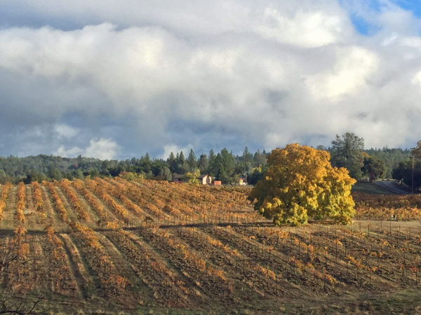 Grape Vines in Fall