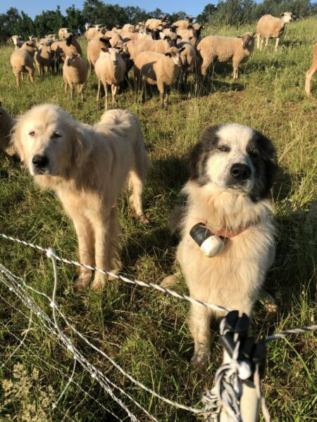 Sheep with herding dogs