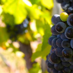 Harvest begins in one of California’s under-discovered Wine Regions