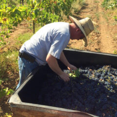 5 weird things I do during grape harvest