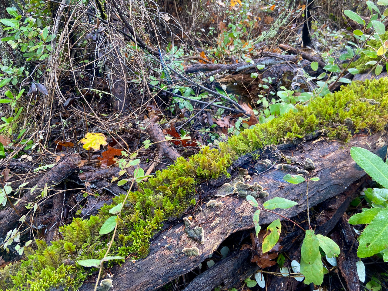 moss and fungi growing on log