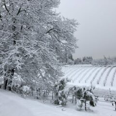 Vineyard Snow
