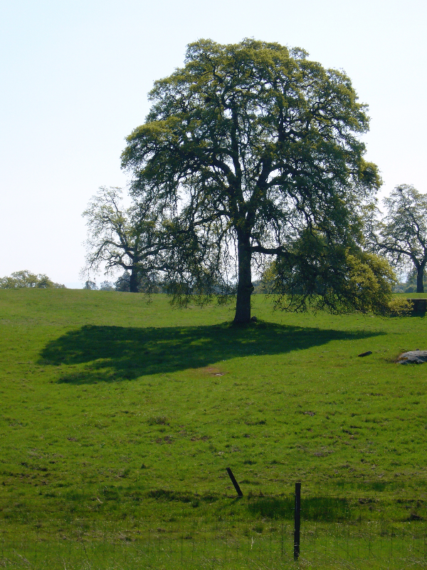 Foot hill oak tree on a green, grassy hilside.