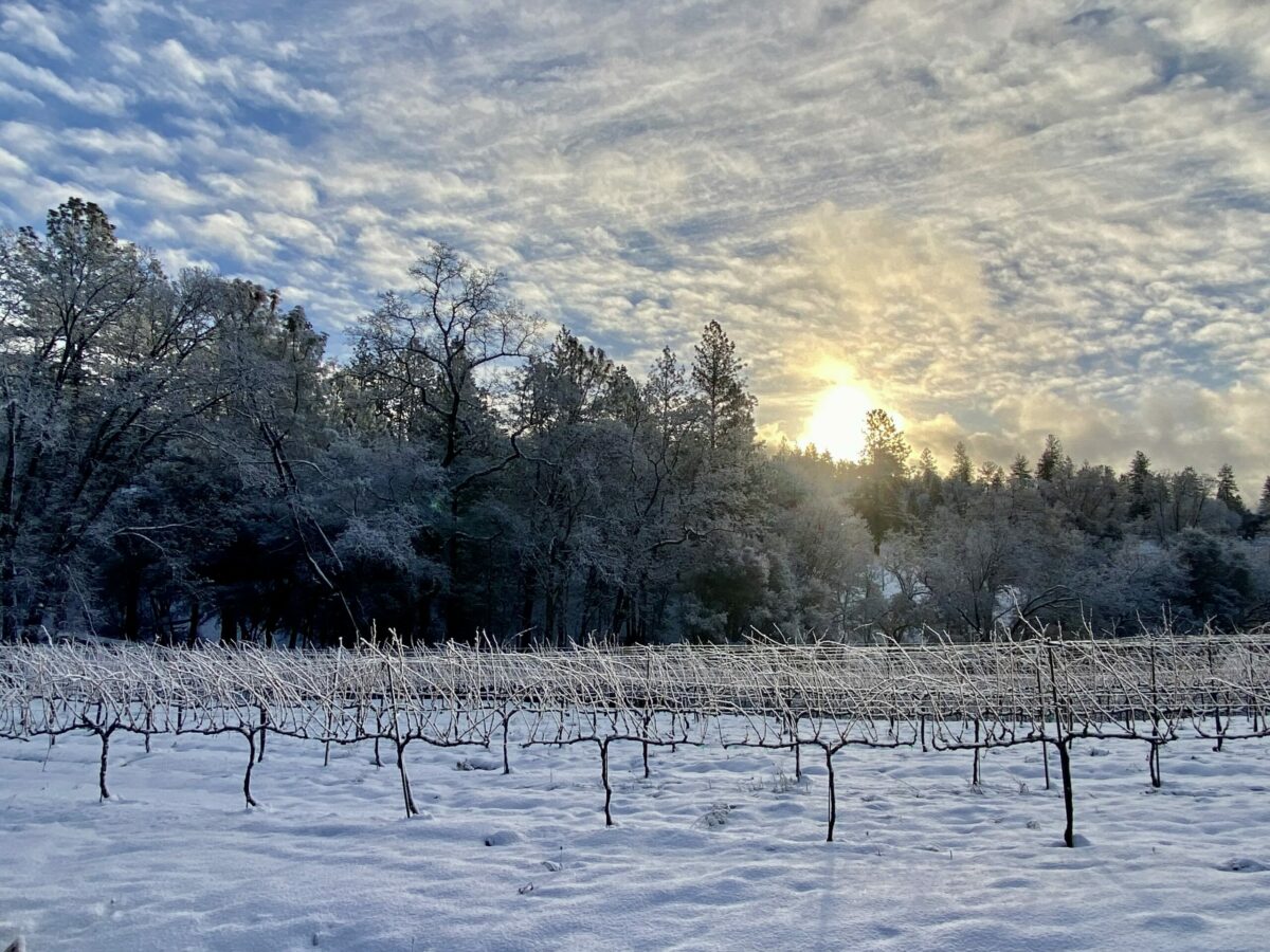 snow in vineyard