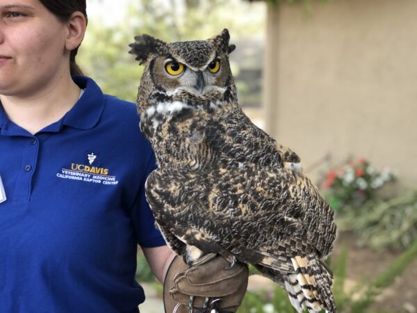 great horned owl perched on person's arm