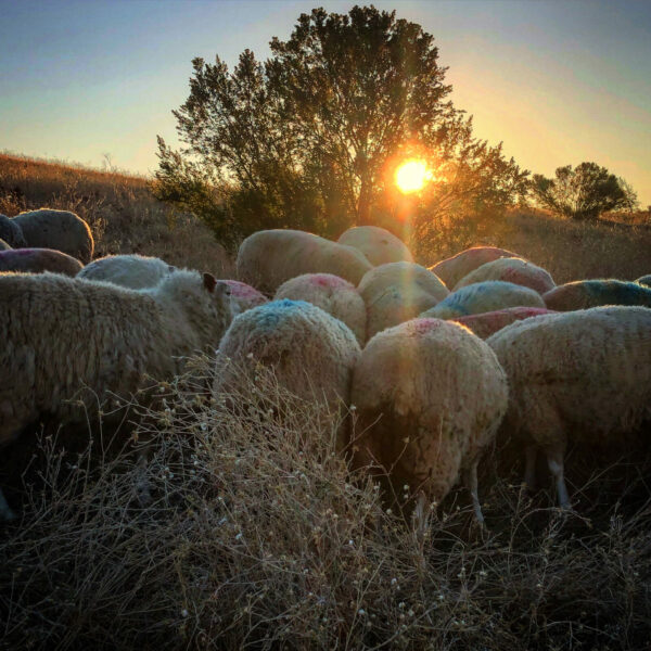 sheep grazing at sunrise