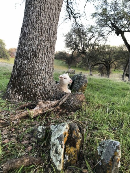 lamb laying among tree roots