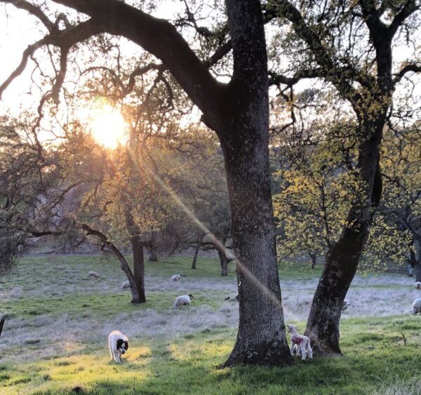 sheep and sheepdog walking through a field at sunrise