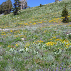 Four Spectacular Sierra Wildflower Hikes