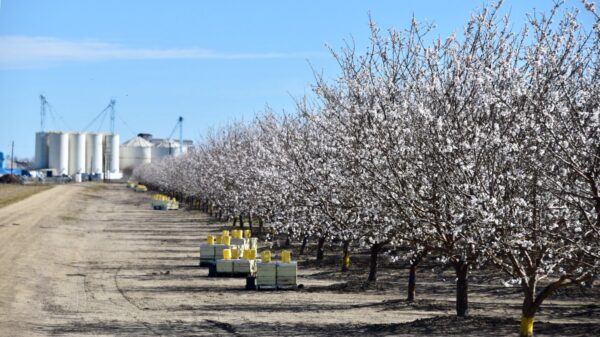 bee boxes sitting next to rows of almond trees