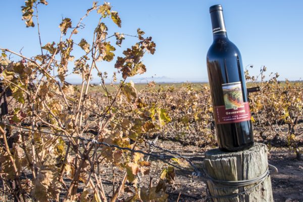 Wine bottle in a field