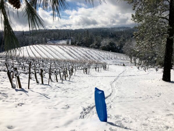 Sledding in a vineyard