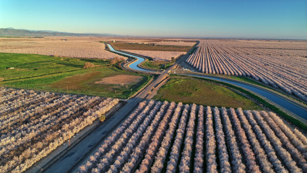 aerial shot of almond orchards