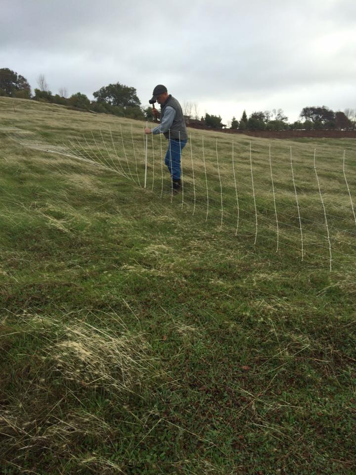 Putting up a fence in preparation for lambing