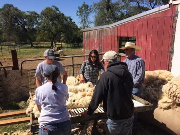 Group Sheering Sheep