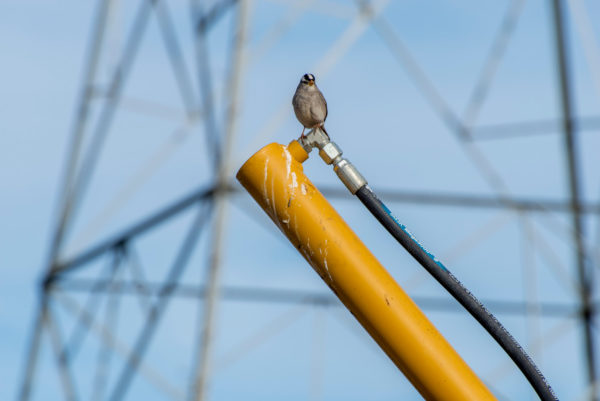 Tiny bird on pole