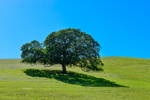 Tree in field
