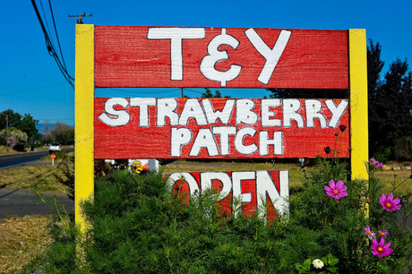 T&Y Strawberry Patch sign