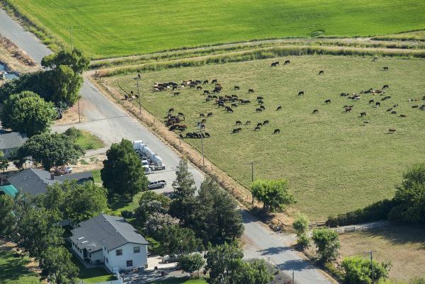 Cows in Field
