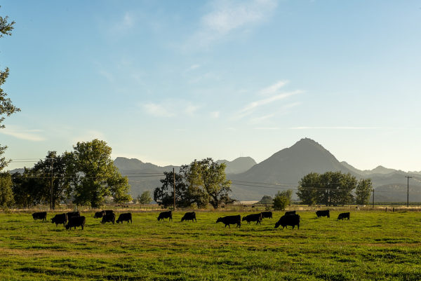 Landscape Scene with Cows