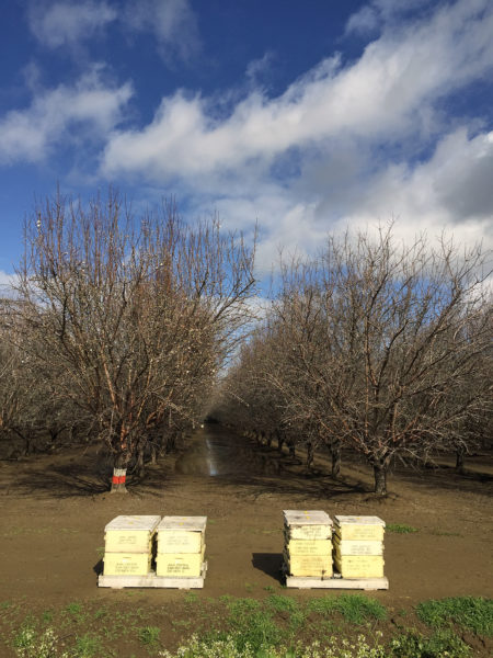 Bees and Almond Trees