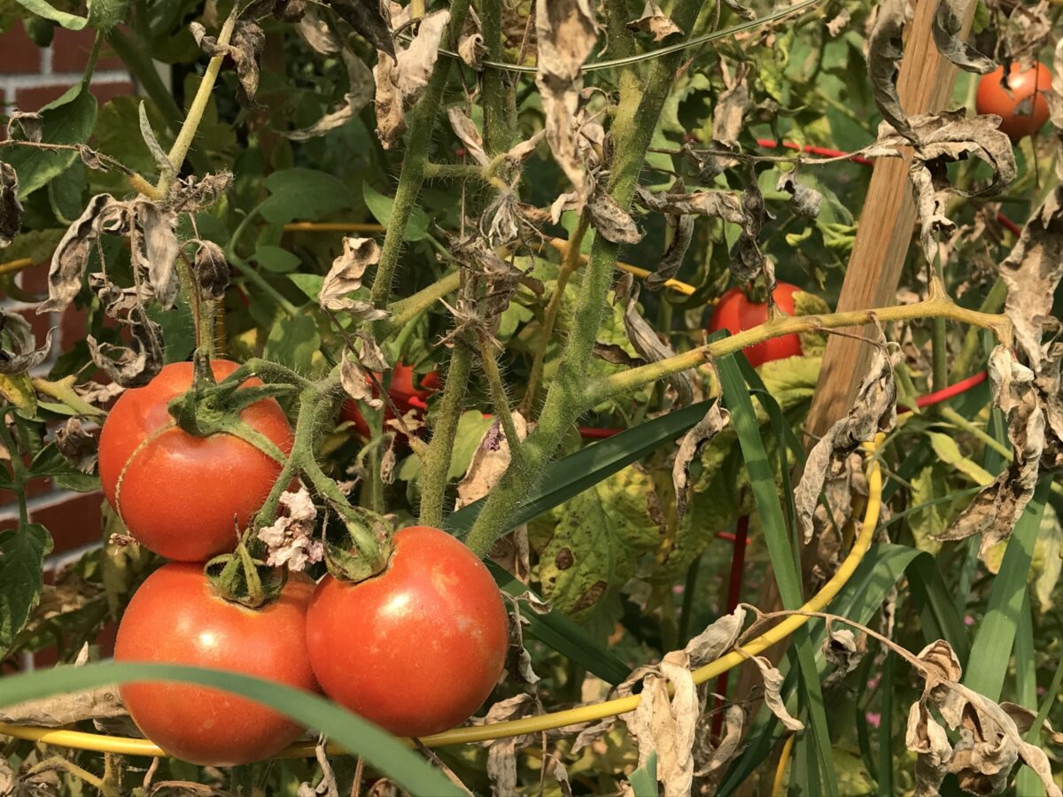 red tomatoes growing in a garden