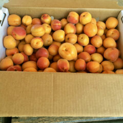 Bremmers Farm Apricots