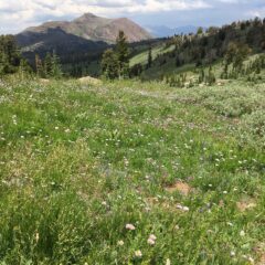 Wildflowers at Carson Pass via Round Top Lake