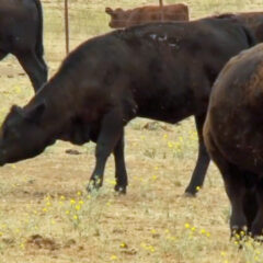 Ranching and Drought