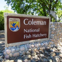 Exploring the Coleman Fish Hatchery
