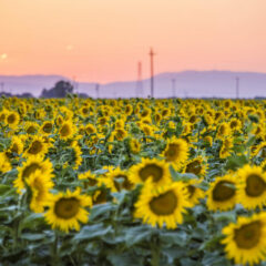 Sunflowers in Our Valley