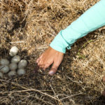 Rescuing Duck Eggs