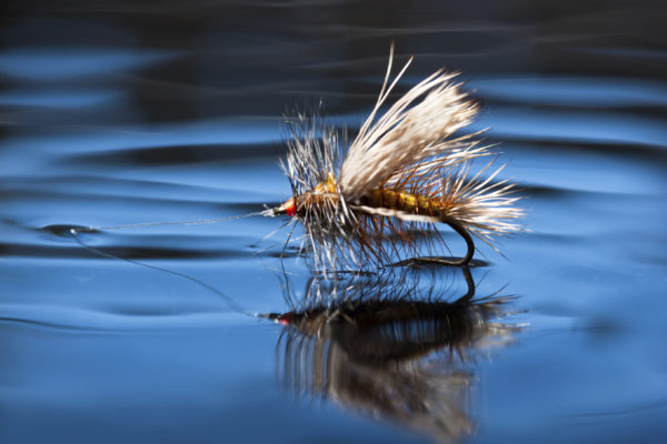 Dry Fly on Water Surface