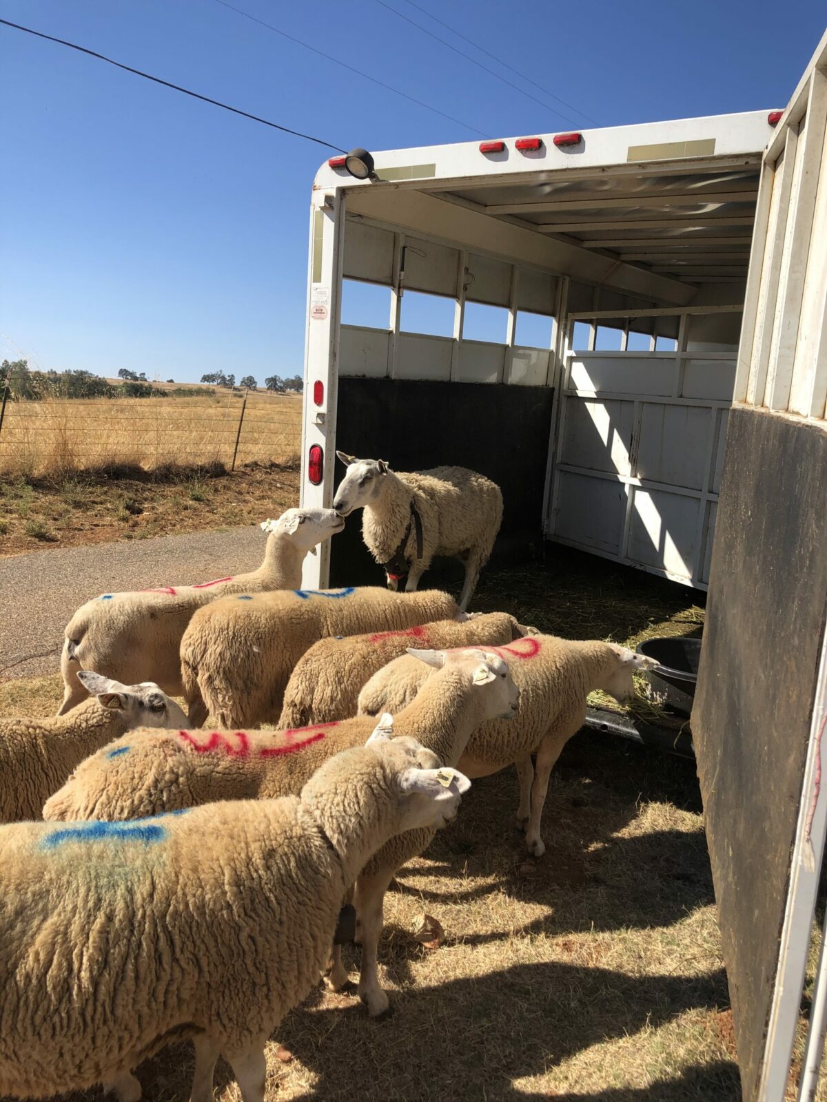 sheep being loaded into trailer