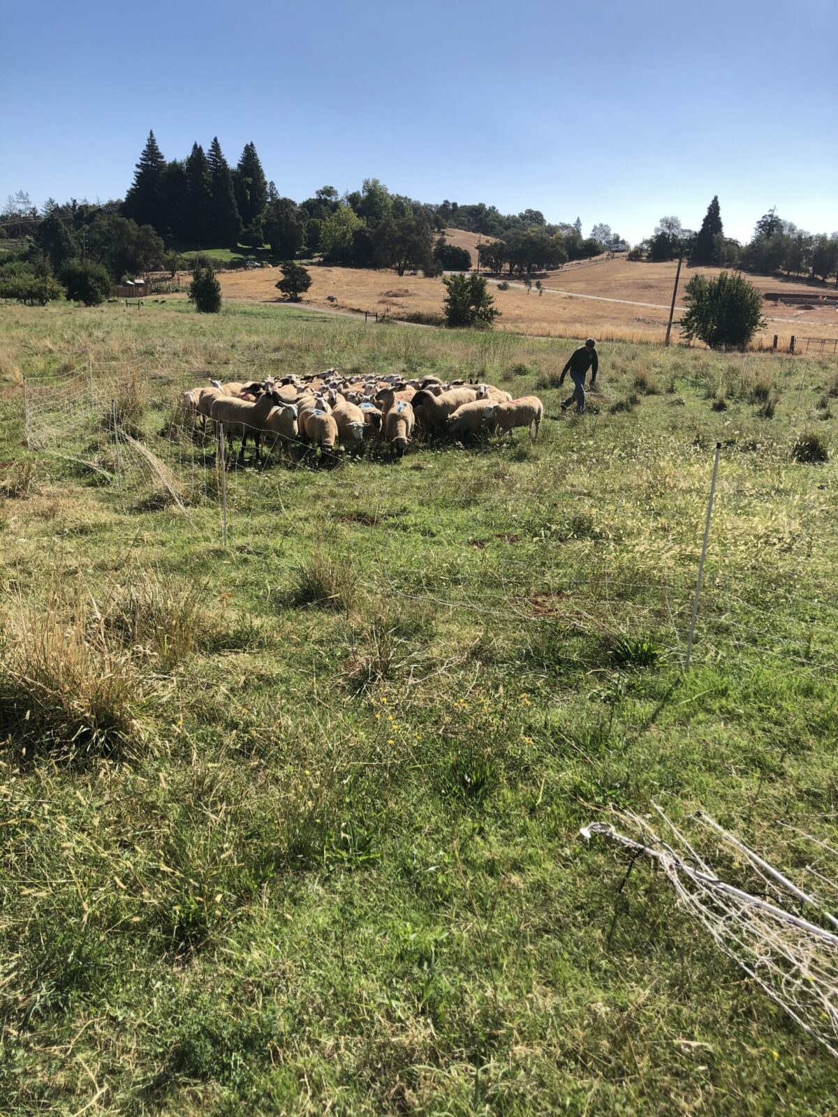 sheep grazing in field